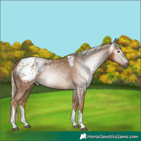 Horse Color:Gray Palomino Tobiano Blanket 
