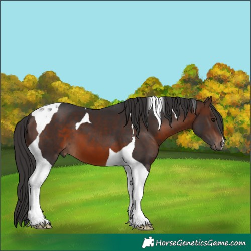 Horse Color:Brown Tobiano 