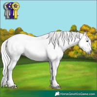 Horse Color:Gray Bay 
