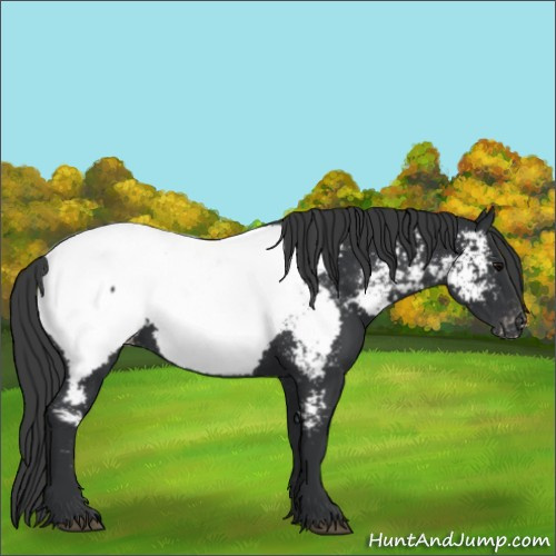 Horse Color:Black Appaloosa 