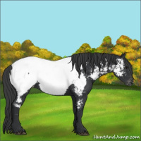 Horse Color:Black Appaloosa 