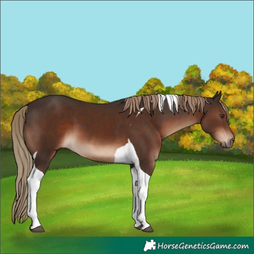 Horse Color:Liver Chestnut Tobiano 