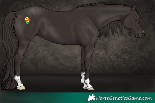 Horse Color:Liver Chestnut 