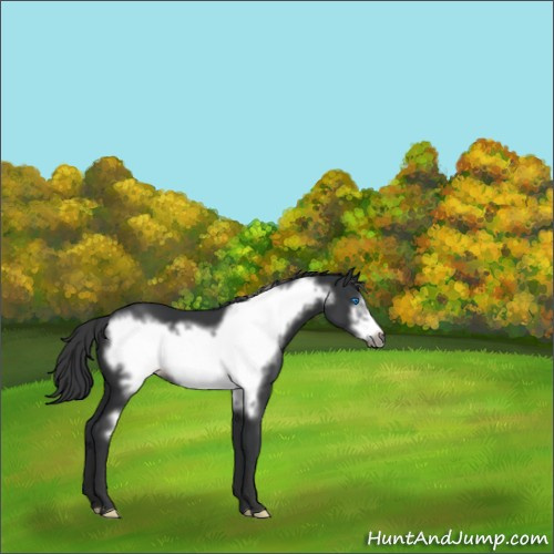 Horse Color:Black Frame 