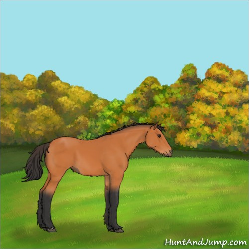 Horse Color:Bay 