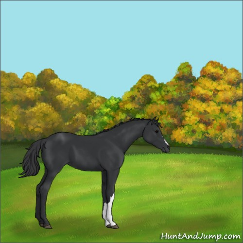 Horse Color:Black 