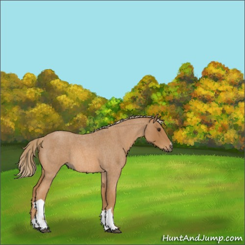 Horse Color:Red Roan 