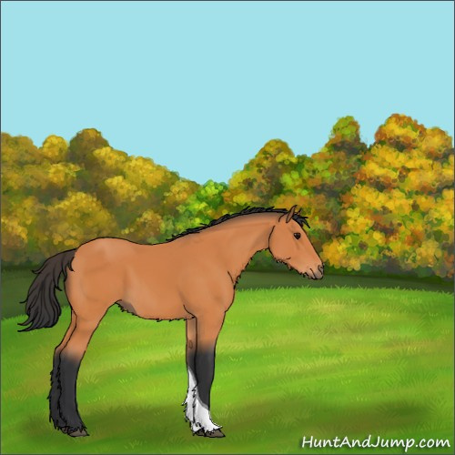 Horse Color:Bay Tobiano 