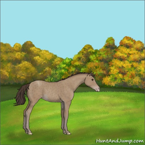 Horse Color:Classic Champagne 