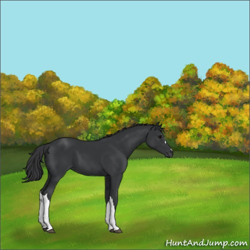 Horse Color:Black 