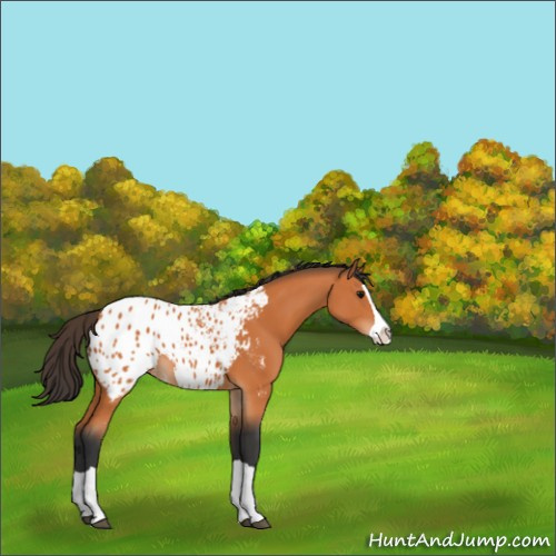 Horse Color:Bay Splash Appaloosa 
