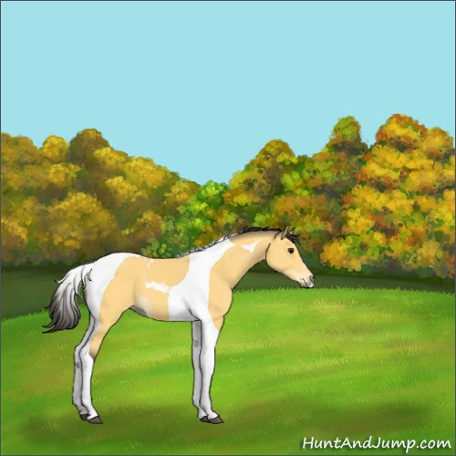 Horse Color:Buckskin Tobiano