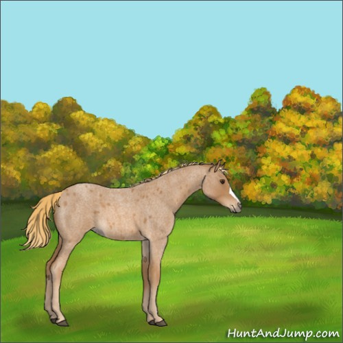 Horse Color:Red Roan