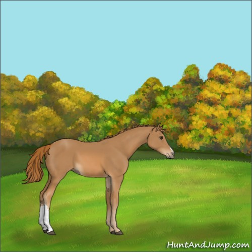 Horse Color:Chestnut 