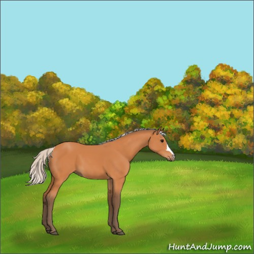 Horse Color:Silver Bay