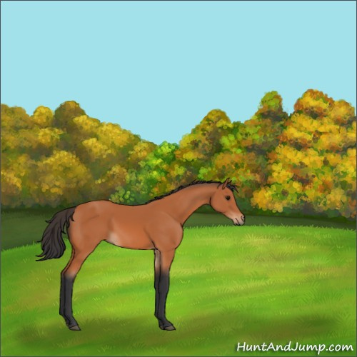 Horse Color:Bay 