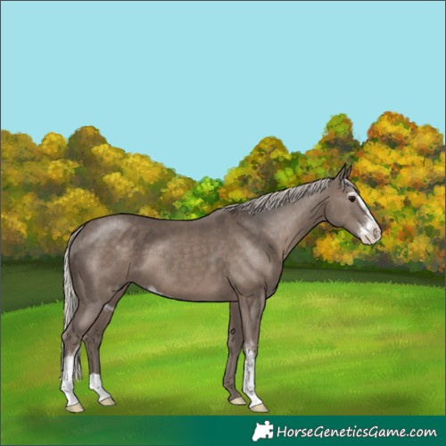 Horse Color:Silver Black Sabino