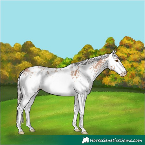 Horse Color:White Spotted Silver Black Pearl Rabicano 