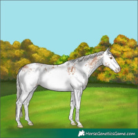 Horse Color:White Spotted Silver Black Pearl Rabicano