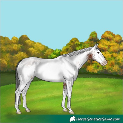Horse Color:White Spotted Brown Sabino Rabicano 