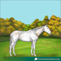 Horse Color:White Spotted Silver Classic Champagne Dun Rabicano 