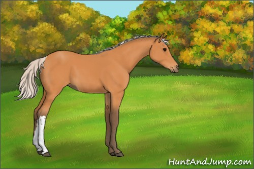 Horse Color:Silver Bay 