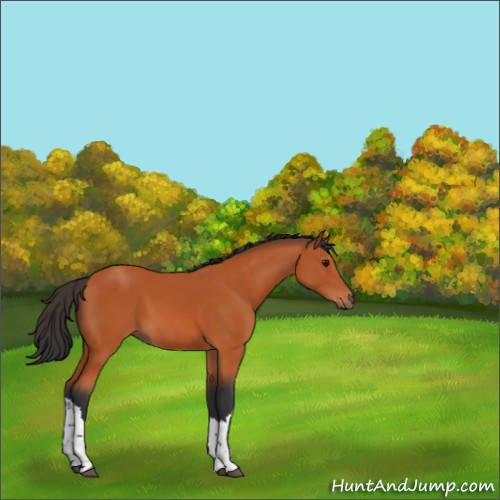 Horse Color:Bay 