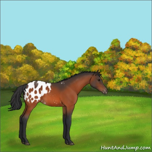 Horse Color:Bay Appaloosa 