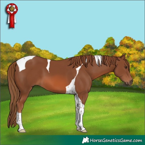 Horse Color:Chestnut Tobiano 