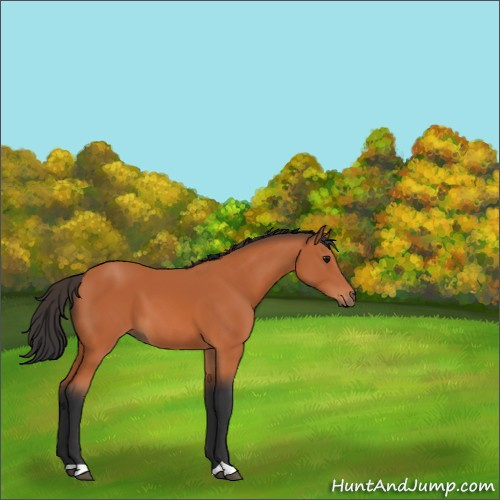 Horse Color:Bay 
