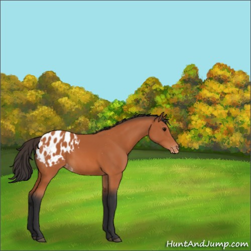 Horse Color:Bay Appaloosa
