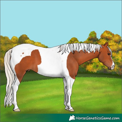 Horse Color:Silver Bay Tobiano 