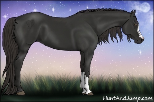 Horse Color:Liver Chestnut Frame