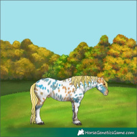 Horse Color:Painted Silver Buckskin Tobiano Near Leopard 