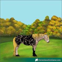 Horse Color:Gray Void Painted Palomino Ice Tobiano Appaloosa 