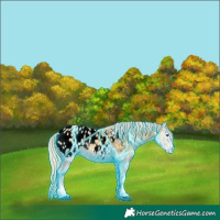 Horse Color:Void Thunderstruck Palomino Ice Onyx Appaloosa 