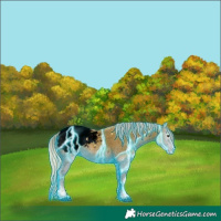 Horse Color:Void Thunderstruck Palomino Onyx Appaloosa 