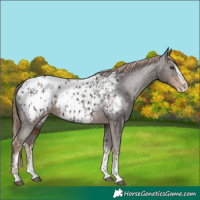 Horse Color:Liver Chestnut Sabino Splash Appaloosa  and Liver Chestnut Sabino Splash Appaloosa 