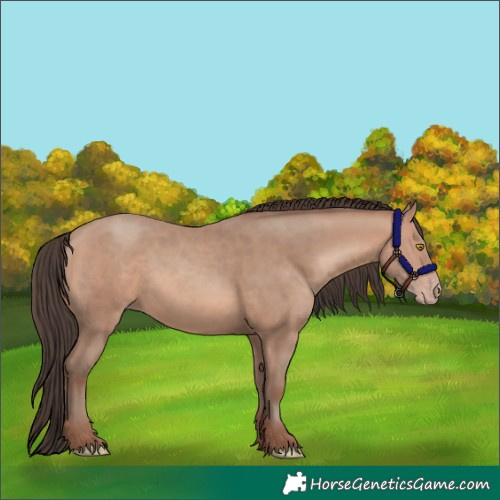 Horse Color:Sable Champagne 