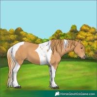 Horse Color:Chestnut Tobiano