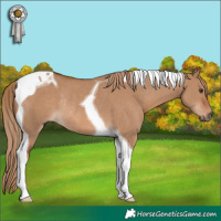 Horse Color:Red Dun Tobiano Rabicano