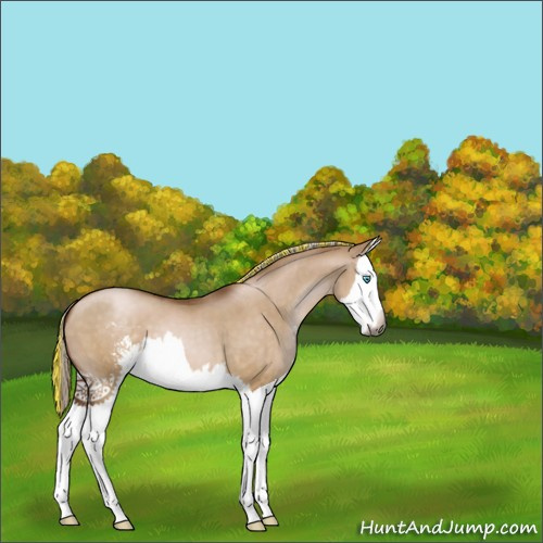 Horse Color:Gray Painted Silver Buckskin Pearl Dun Sabino Splash