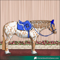 Horse Color:Chestnut Near Leopard