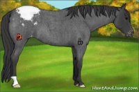 Horse Color:Blue Roan Appaloosa