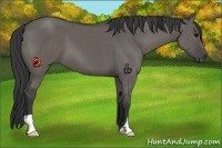 Horse Color:Grullo