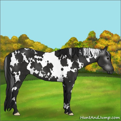Horse Color:Gray White Spotted Black 