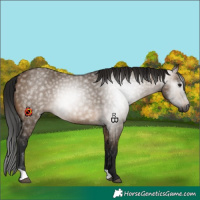 Horse Color:Gray Brown Dun 