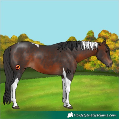 Horse Color:Brown Tobiano 