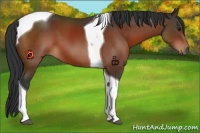 Horse Color:Bay Tobiano 