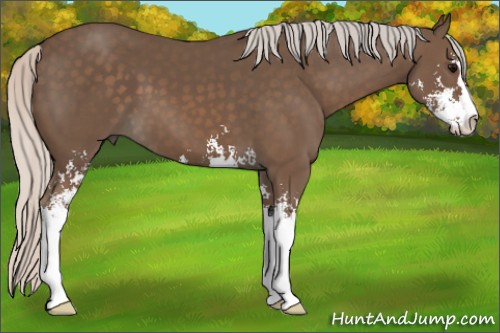 Horse Color:Silver Black Sabino 